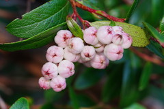 Gaultheria appressa