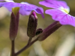 Aubrieta deltoidea