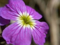 Aubrieta deltoidea