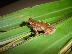 Dendropsophus seniculus