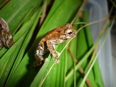 Dendropsophus seniculus