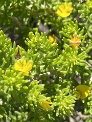 Aspalathus sanguinea