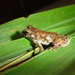 Corcovado Tree Frog - Photo (c) Diogo Provete, some rights reserved (CC BY-NC), uploaded by Diogo Provete