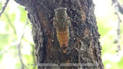 Leptosemia takanonis