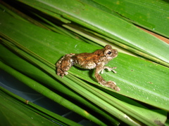 Dendropsophus seniculus