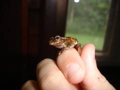 Dendropsophus seniculus