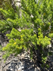 Aspalathus sanguinea