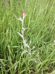 Helichrysum sanguineum