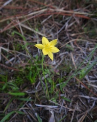Hypoxis juncea
