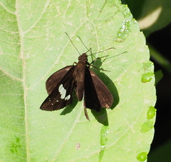 Notocrypta renardi