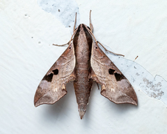 Enpinanga borneensis