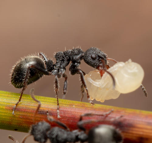 Northern Sharkfinned Dolly Ant photo 5
