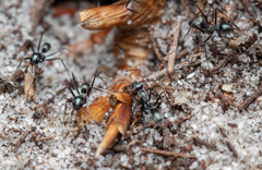 Iridomyrmex bicknelli