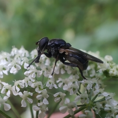 Myolepta difformis