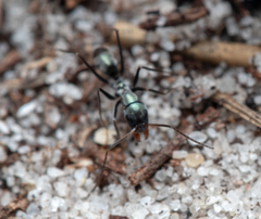 Iridomyrmex bicknelli