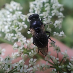Myolepta difformis