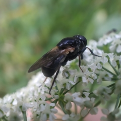 Myolepta difformis