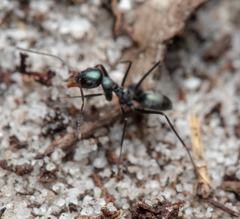Iridomyrmex bicknelli