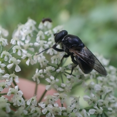 Myolepta difformis