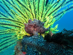 Fowlerichthys ocellatus