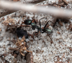 Iridomyrmex bicknelli