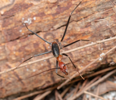 Leptomyrmex rufithorax