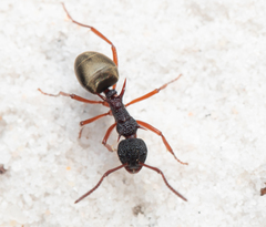 Dolichoderus dentatus