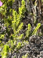 Passerina galpinii