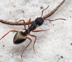 Dolichoderus dentatus