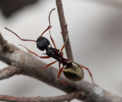 Dolichoderus dentatus