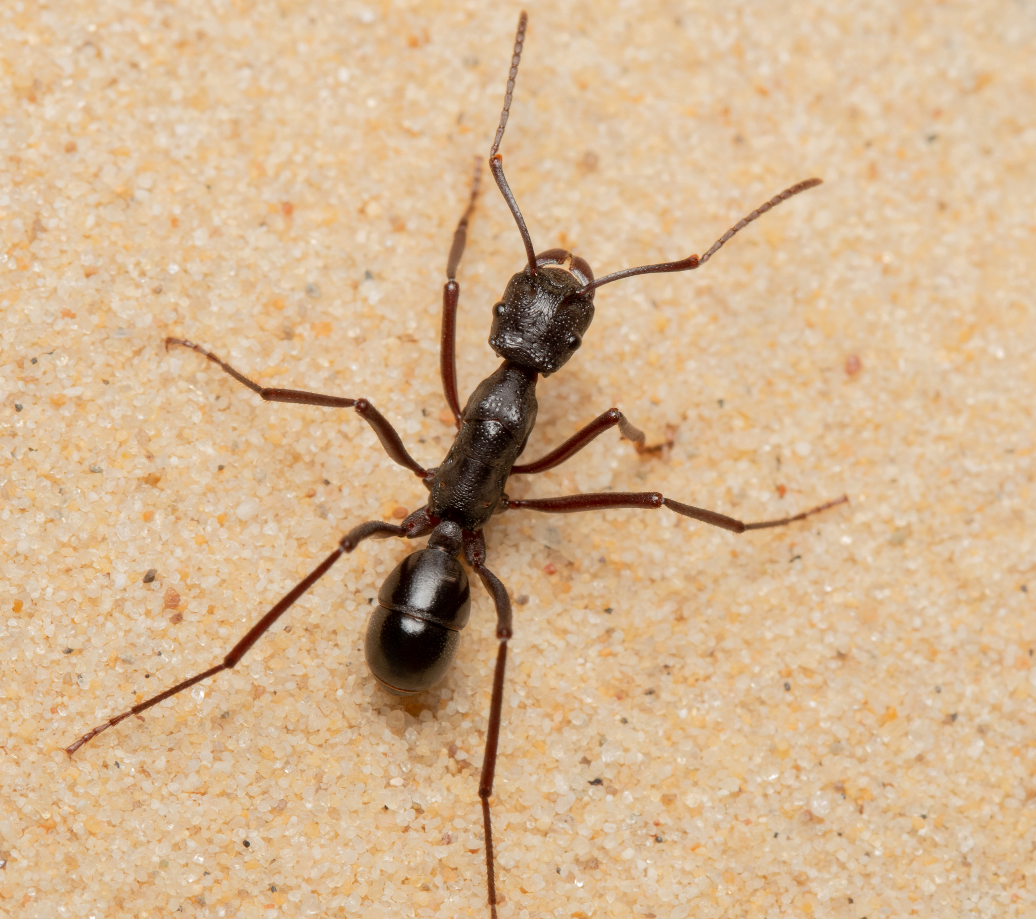 Rhytidoponera cristata