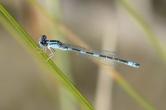 Coenagrion caerulescens