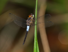 Orchithemis pruinans