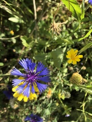 Centaurea cyanoides