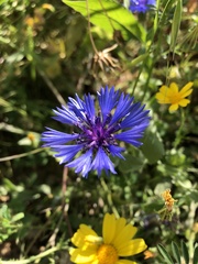 Centaurea cyanoides