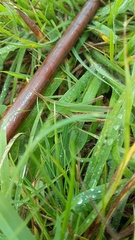 Allotruxalis gracilis