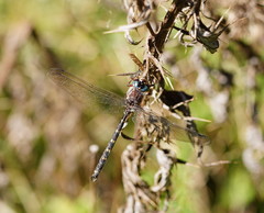 Austroaeschna atrata