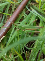 Allotruxalis gracilis