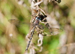 Austroaeschna atrata