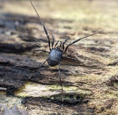 Nemastoma dentigerum