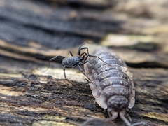 Nemastoma dentigerum