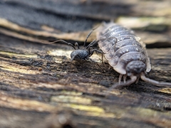 Nemastoma dentigerum