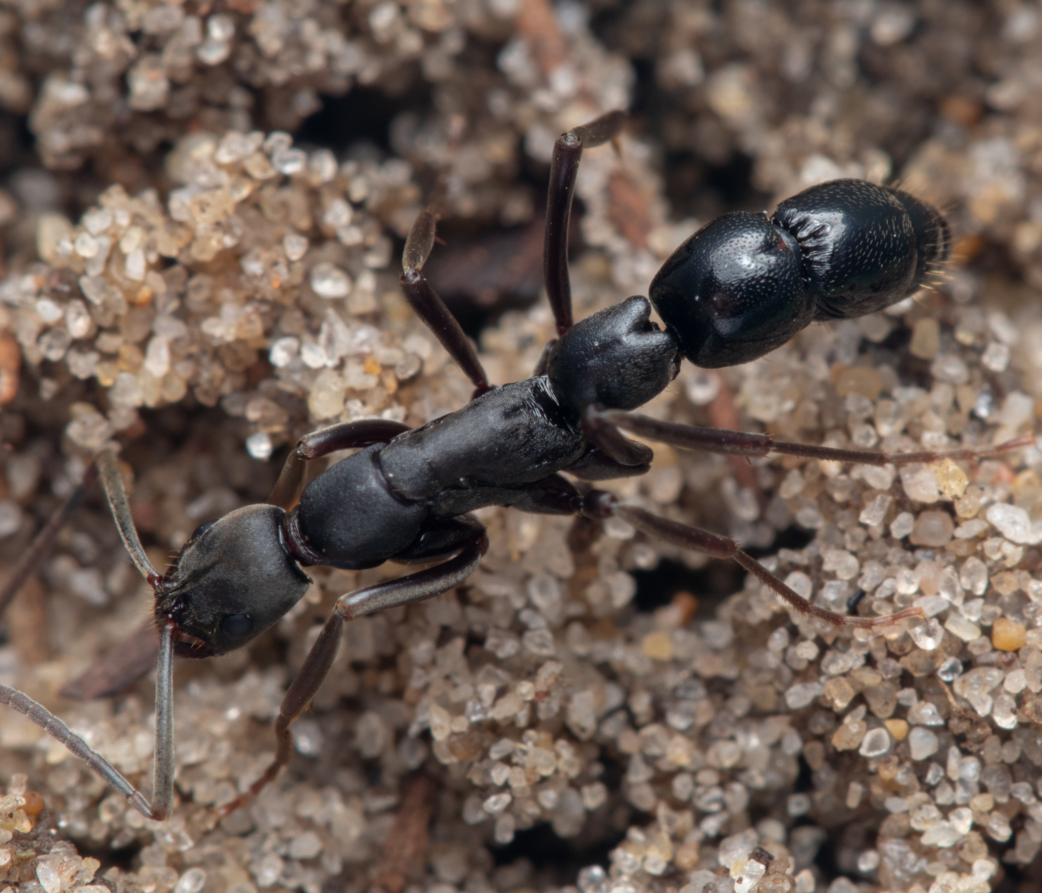 Leptogenys excisa