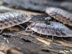 Nemastoma dentigerum