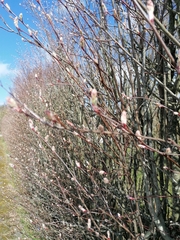 Amelanchier × lamarckii