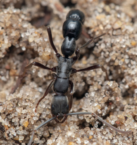 Leptogenys excisaLeptogenys excisa