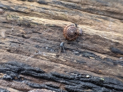 Nemastoma dentigerum