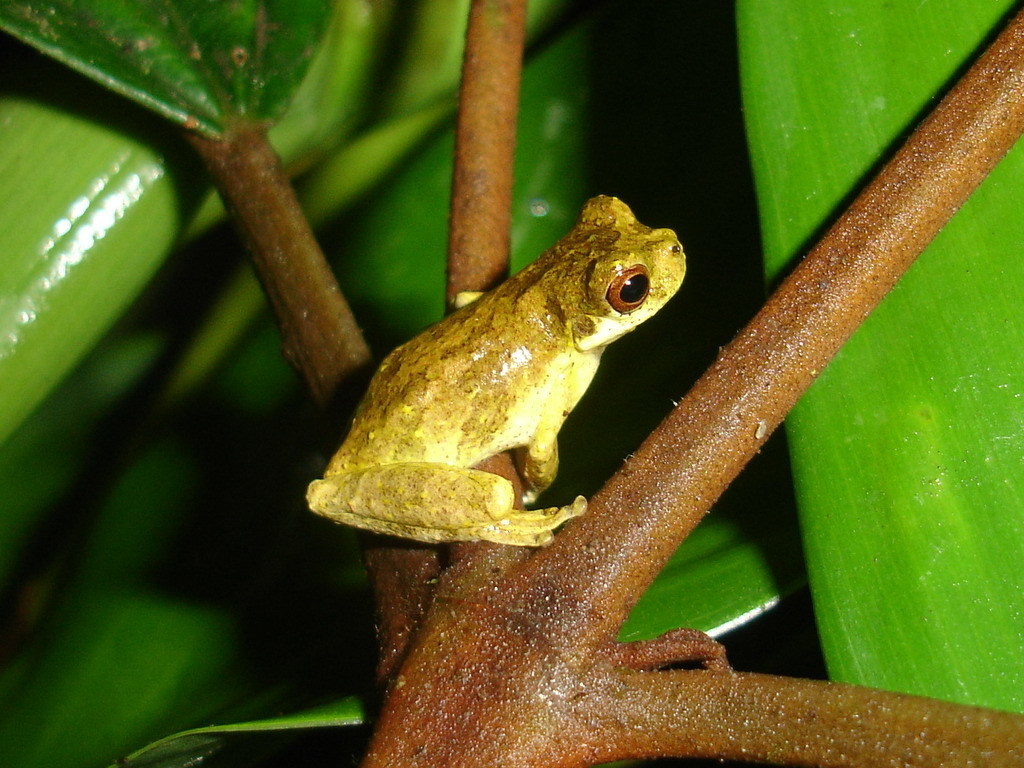 Nova Friburgo Treefrog