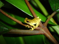 Dendropsophus microps