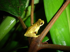 Dendropsophus microps